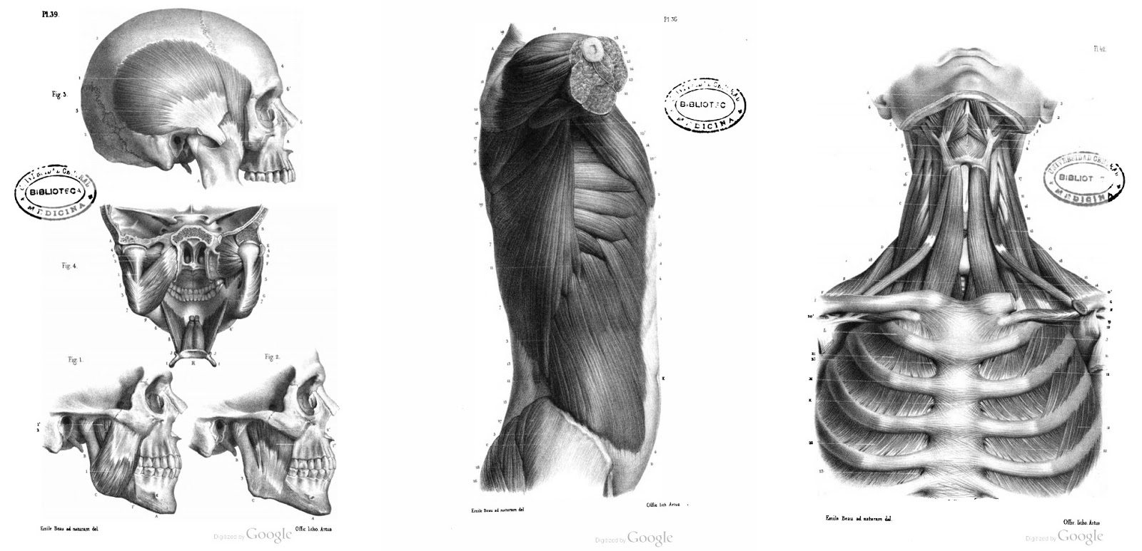 manual de dibujo anatomico pdf